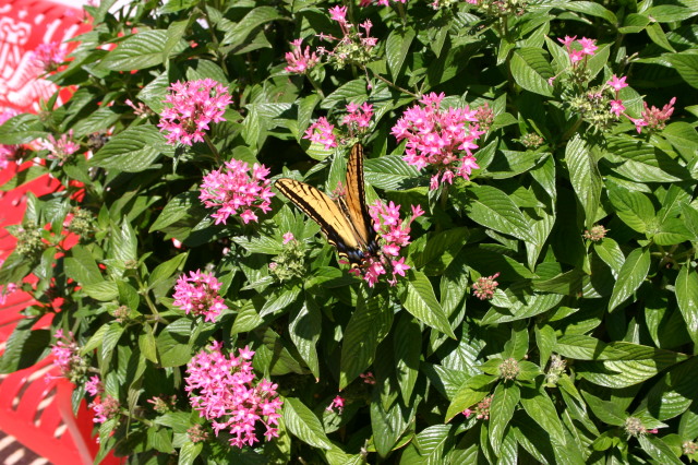 2005-09-18-Seaworld-with-Terhunes-095-butterfly.JPG