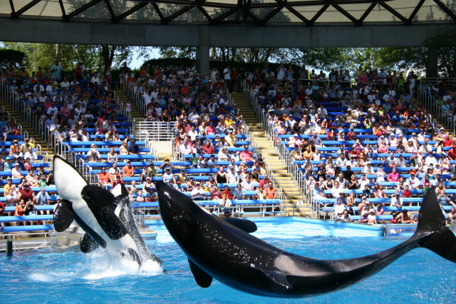 2005-09-18-Seaworld-with-Terhunes-115-shamu.JPG