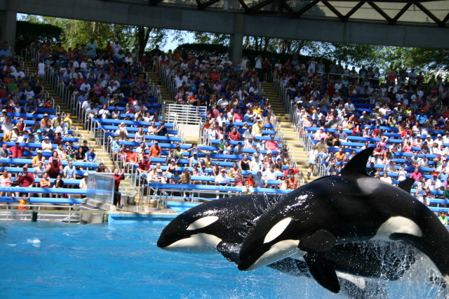 2005-09-18-Seaworld-with-Terhunes-118-shamu.JPG