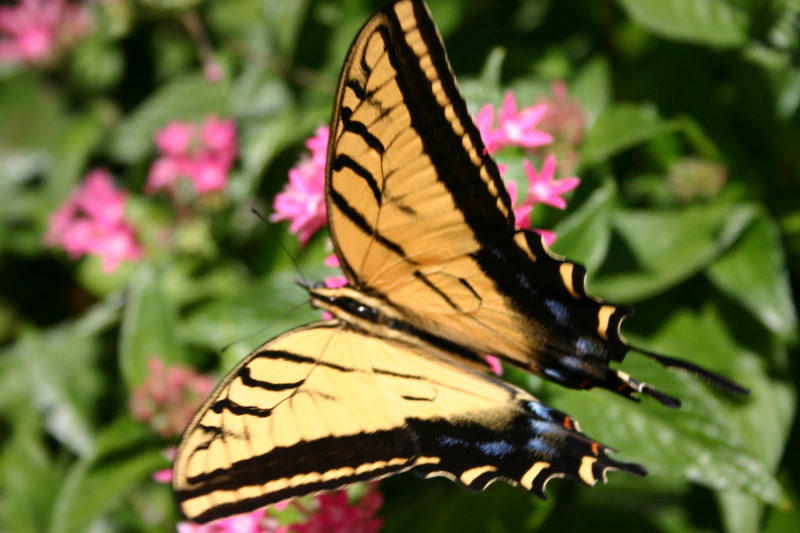 2005-09-18-Seaworld-with-Terhunes-098-butterfly.JPG