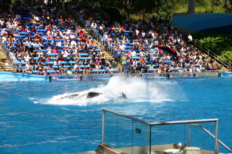 2005-09-18-Seaworld-with-Terhunes-113-shamu.JPG