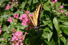 2005-09-18-Seaworld-with-Terhunes-096-butterfly.JPG