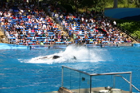 2005-09-18-Seaworld-with-Terhunes-113-shamu.JPG