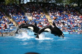 2005-09-18-Seaworld-with-Terhunes-117-shamu.JPG