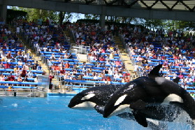 2005-09-18-Seaworld-with-Terhunes-118-shamu.JPG