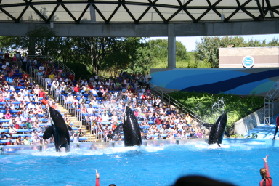 2005-09-18-Seaworld-with-Terhunes-119-shamu.JPG