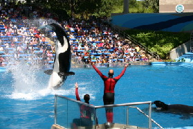 2005-09-18-Seaworld-with-Terhunes-120-shamu.JPG