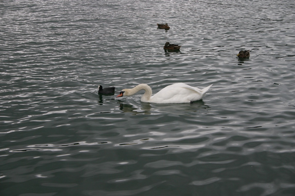 2005-09-12-Zurich-17-swan.JPG