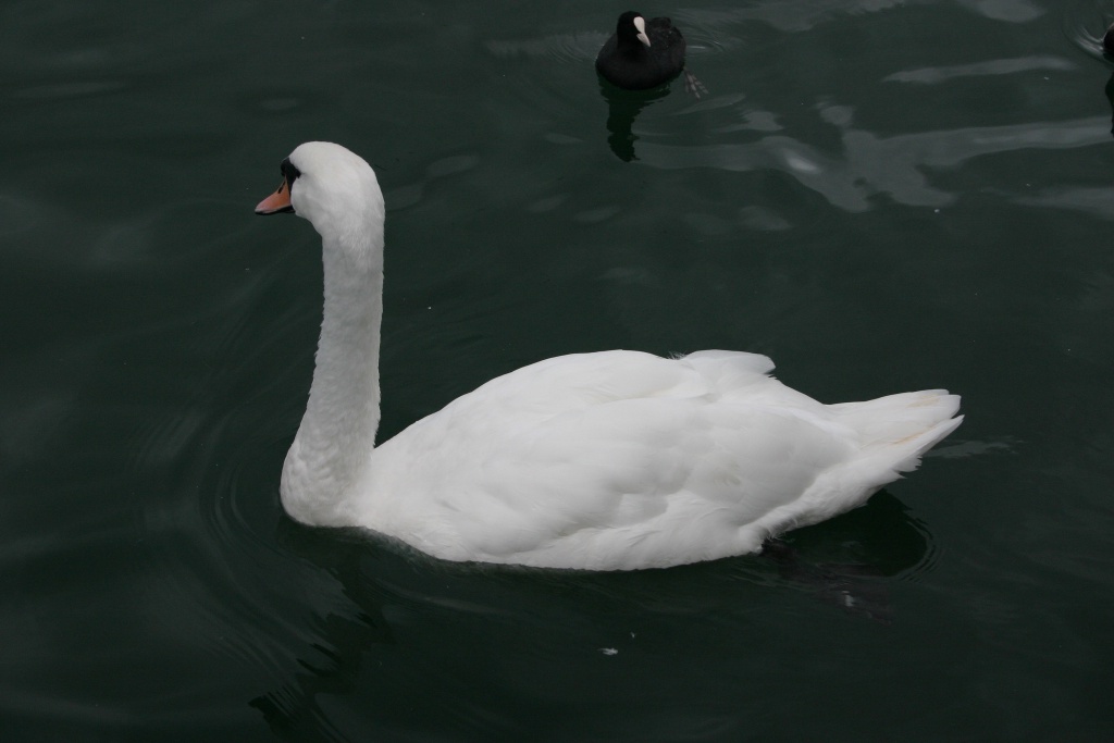 2005/09(September)/Zurich/1024x768_2005-09-12-Zurich-18-swan.JPG