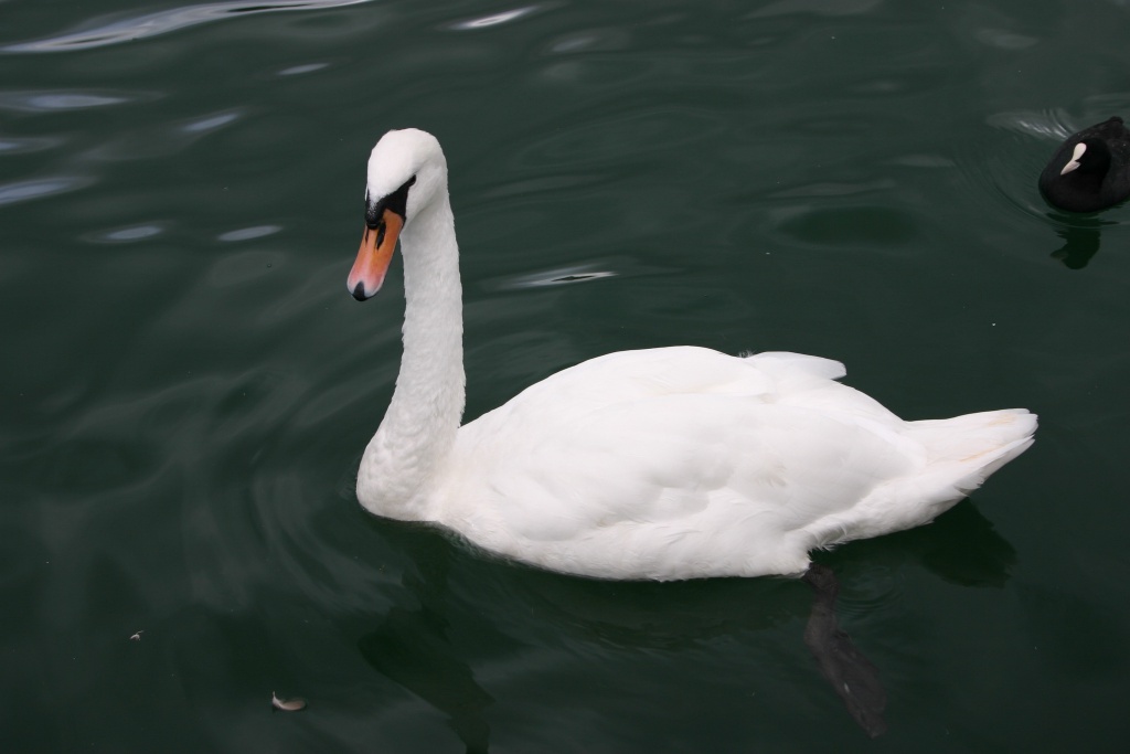2005/09(September)/Zurich/1024x768_2005-09-12-Zurich-19-swan.JPG