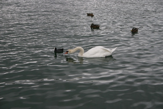 2005-09-12-Zurich-17-swan.JPG