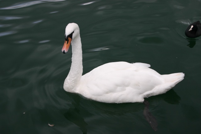 2005-09-12-Zurich-19-swan.JPG