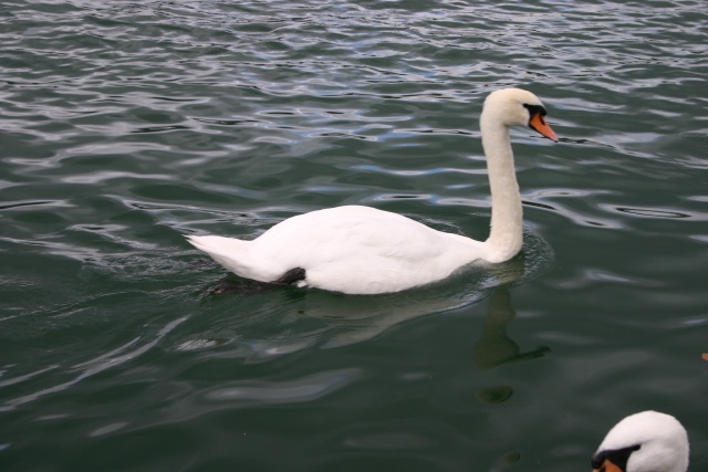 2005-09-12-Zurich-20-swan.JPG