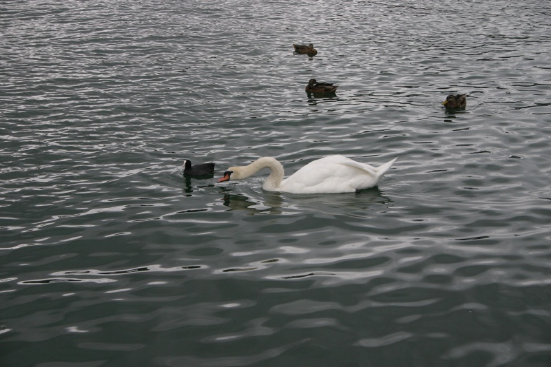 2005/09(September)/Zurich/800x600_2005-09-12-Zurich-17-swan.JPG