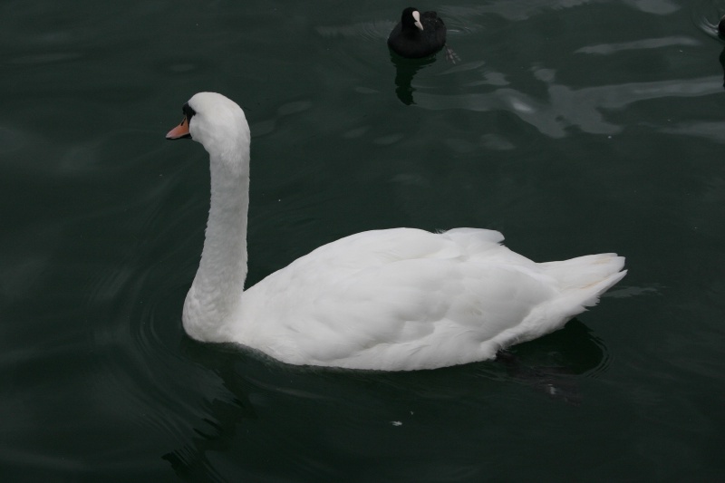 2005-09-12-Zurich-18-swan.JPG