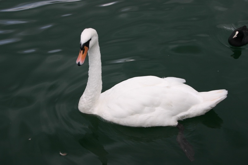 2005-09-12-Zurich-19-swan.JPG