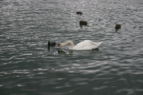 2005-09-12-Zurich-17-swan.JPG