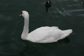 2005-09-12-Zurich-18-swan.JPG