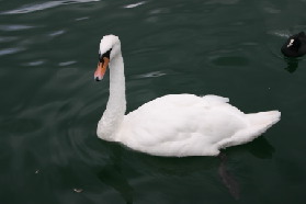 2005-09-12-Zurich-19-swan.JPG