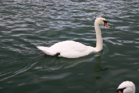 2005-09-12-Zurich-20-swan.JPG