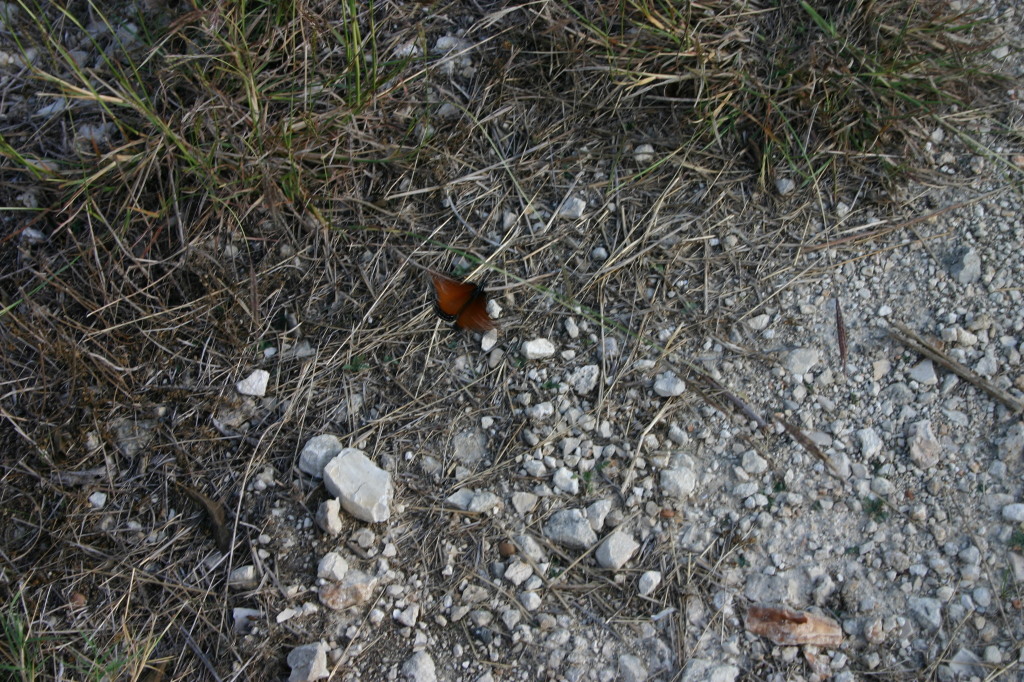 2005/11(November)/Pflugerville-Land/1024x768_2005-11-13-Pflugerville-Land-15-Butterfly.JPG