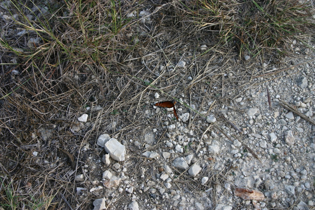 2005/11(November)/Pflugerville-Land/1024x768_2005-11-13-Pflugerville-Land-16-Butterfly.JPG