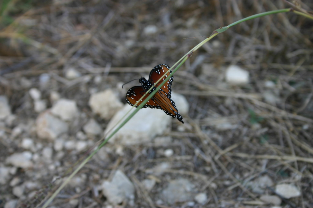 2005/11(November)/Pflugerville-Land/1024x768_2005-11-13-Pflugerville-Land-17-Butterfly.JPG
