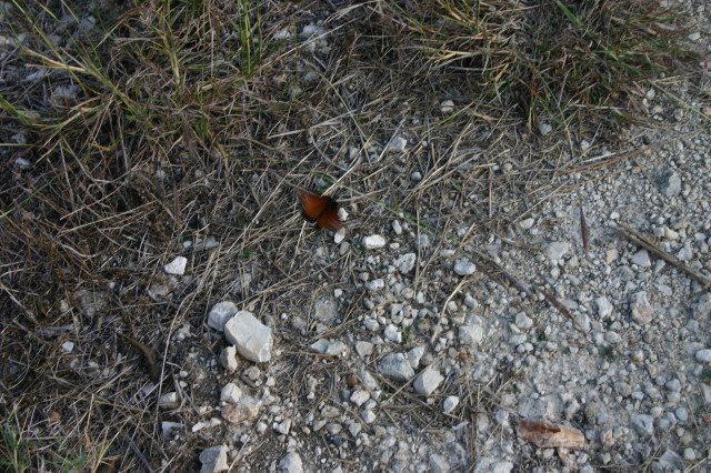 2005/11(November)/Pflugerville-Land/640x480_2005-11-13-Pflugerville-Land-15-Butterfly.JPG