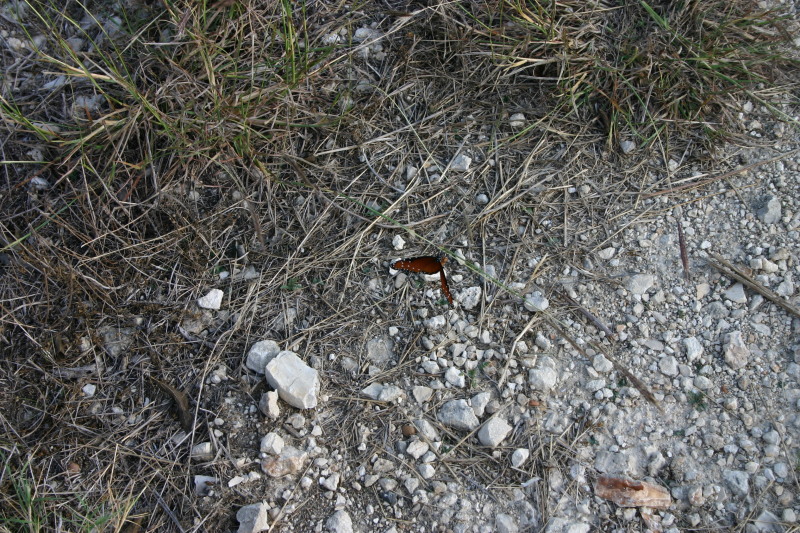 2005/11(November)/Pflugerville-Land/800x600_2005-11-13-Pflugerville-Land-16-Butterfly.JPG