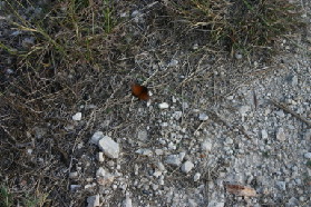 2005-11-13-Pflugerville-Land-15-Butterfly.JPG
