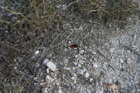 2005-11-13-Pflugerville-Land-16-Butterfly.JPG
