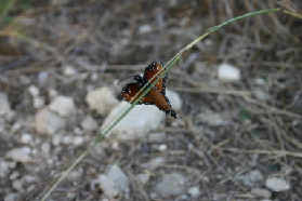 2005-11-13-Pflugerville-Land-17-Butterfly.JPG