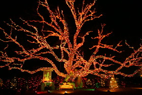 2005-12-22-Trail-of-Lights-23.JPG