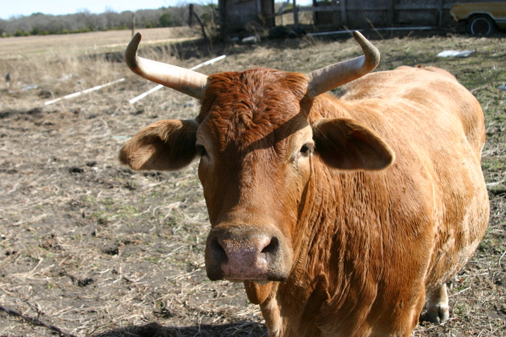 2006/02(February)/Colton-Bday/1024x768_2006-02-04-Colton-bday-085-cow.JPG
