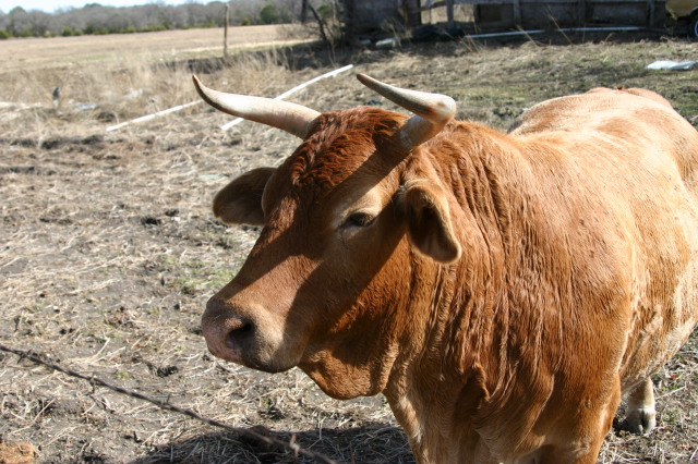 2006/02(February)/Colton-Bday/640x480_2006-02-04-Colton-bday-083-cow.JPG