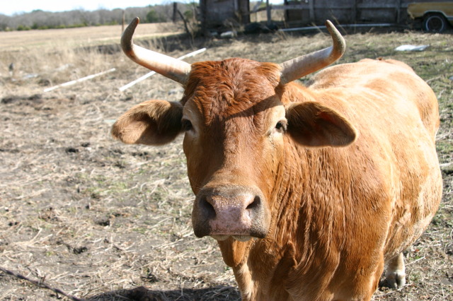 2006/02(February)/Colton-Bday/640x480_2006-02-04-Colton-bday-084-cow.JPG