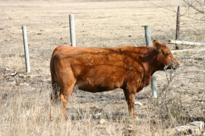 2006/02(February)/Colton-Bday/800x600_2006-02-04-Colton-bday-081-cow.JPG