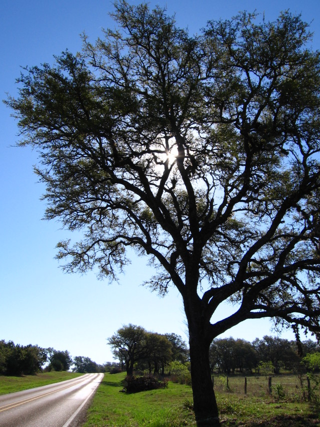 2006/04(April)/Bicycle-to-Fredricksburg/640x480_IMG_0450.JPG