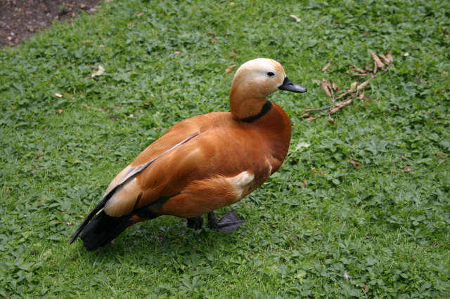 2006-05-25-London-15-Burnt-Orange-Duck-St-James-Park.JPG