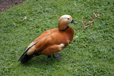 2006-05-25-London-15-Burnt-Orange-Duck-St-James-Park.JPG