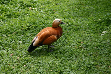 2006-05-25-London-16-Burnt-Orange-Duck-St-James-Park.JPG