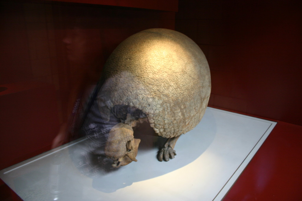 2006/05(May)/London/Day2/1024x768_2006-05-26-London-44-Natural-History-Museum-Glyptodon-armadillo-ancestor.JPG