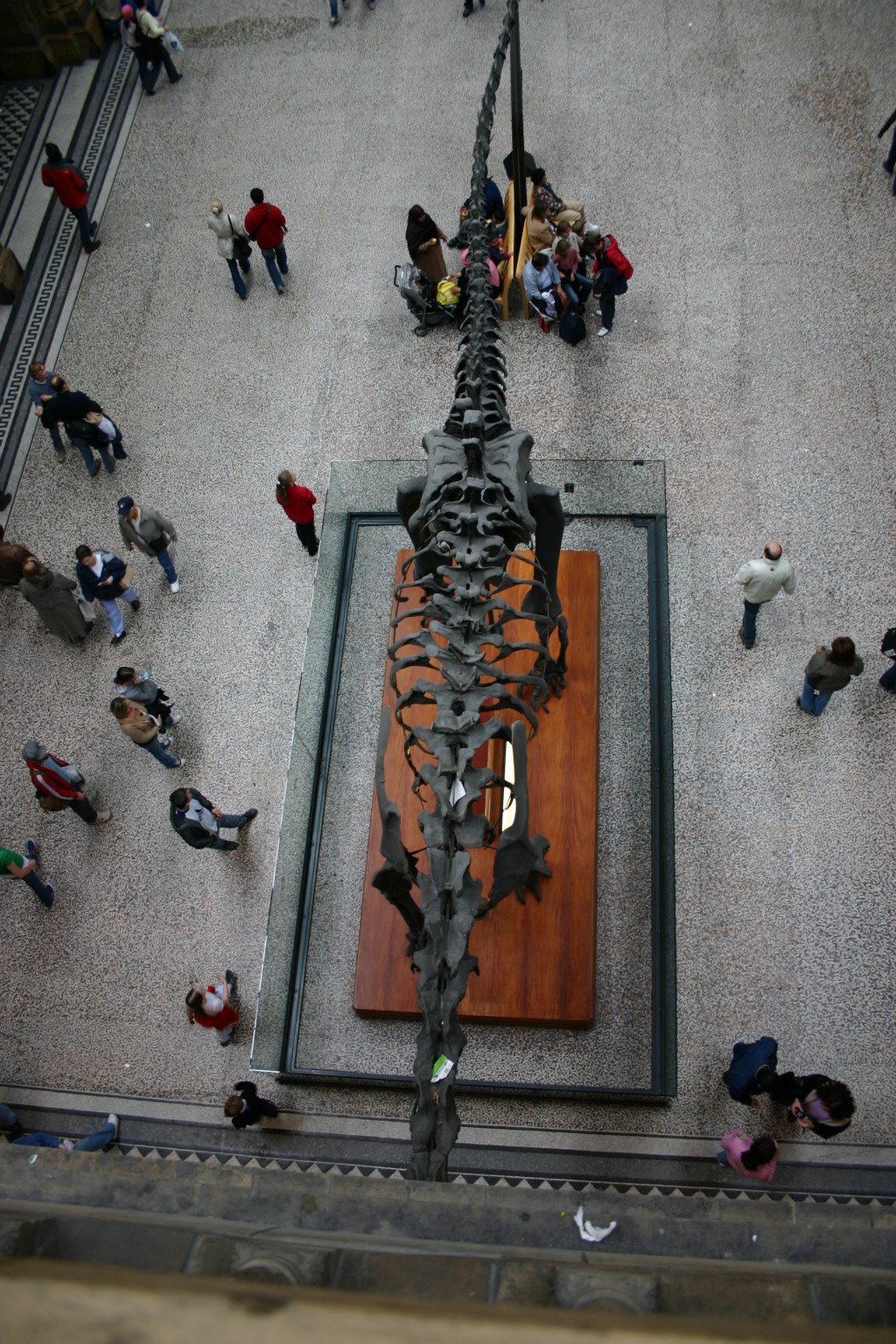 2006-05-26-London-49-Natural-History-Museum-foyer.JPG