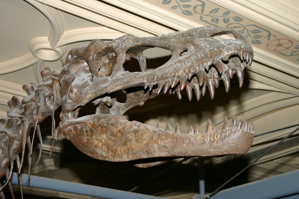 2006/05(May)/London/Day2/1024x768_2006-05-26-London-51-Natural-History-Museum-dino.JPG