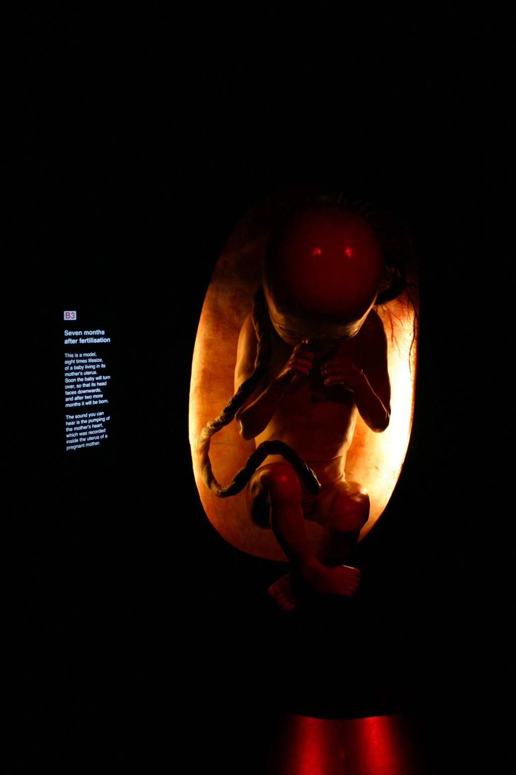 2006-05-26-London-61-Natural-History-Museum-baby.JPG