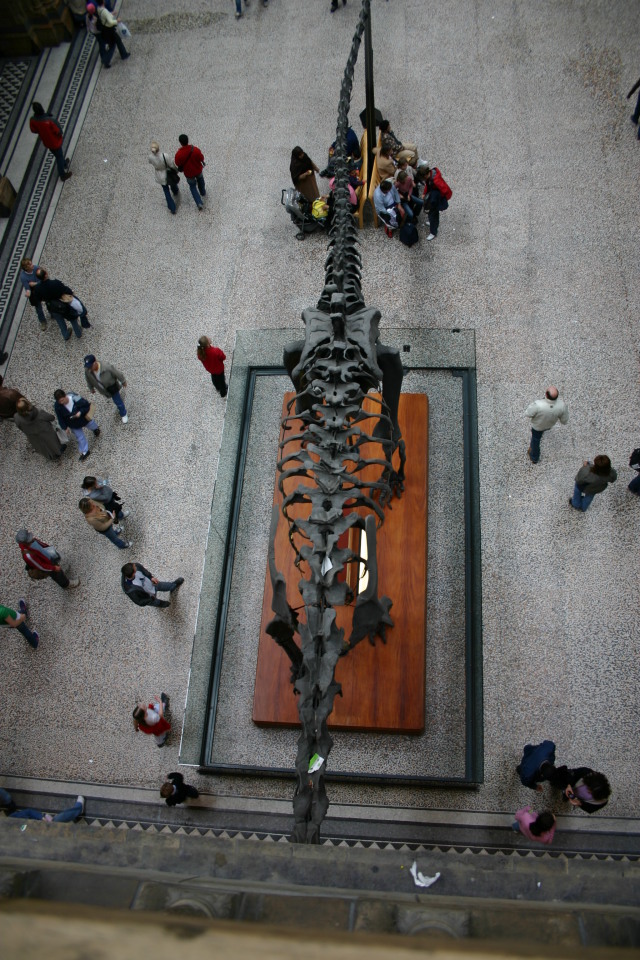 2006-05-26-London-49-Natural-History-Museum-foyer.JPG