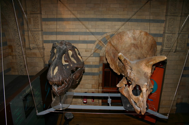 2006-05-26-London-53-Natural-History-Museum-dino.JPG