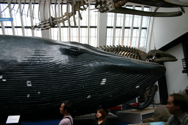 2006-05-26-London-58-Natural-History-Museum-whale.JPG