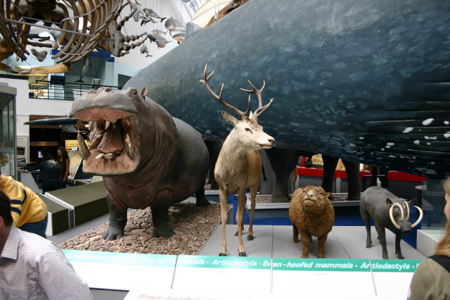2006/05(May)/London/Day2/640x480_2006-05-26-London-59-Natural-History-Museum-hippo-deer-sheep-hog.JPG