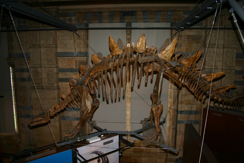 2006/05(May)/London/Day2/800x600_2006-05-26-London-52-Natural-History-Museum-dino.JPG